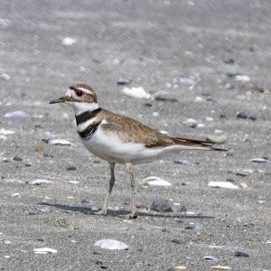 A01Killdeer0214.jpg