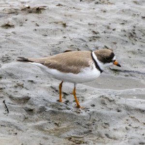 A02SemipalmatedPlover0490.jpg