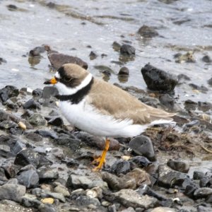 A03SemipalmatedPlover0553.jpg