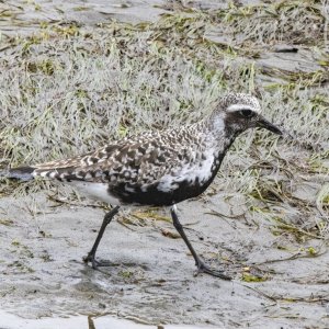 A05BlackBelliedPlover0486Female.jpg