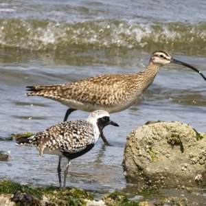 A06Whimbrel&BlackBelliedPlover0301.jpg