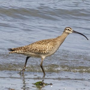 A07Whimbrel0304.jpg