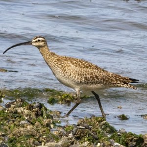 A08Whimbrel0275.jpg