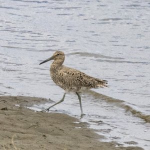 A09Willet0523.jpg
