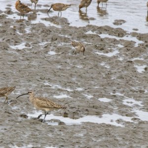 A10ShortBilledDowitcher0514.jpg