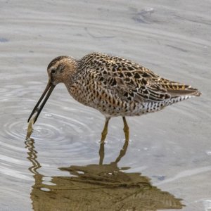 A11ShortBilledDowitcherFeeding0489.jpg