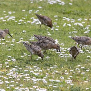 A12ShortBilledDowitcher0530.jpg