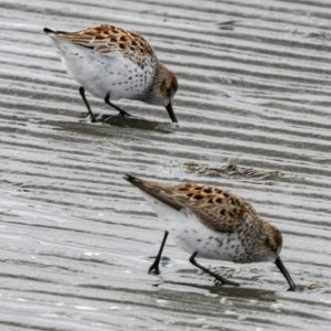 A14WesternSandpiper0703.jpg