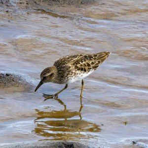 A15LeastSandpiper0832.jpg