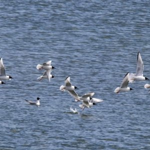 B18BonapartesGulls0465.jpg