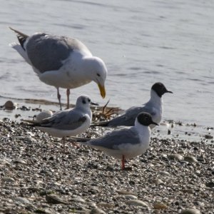 B19Bonapartes&GlaucousWingedGulls0027.jpg