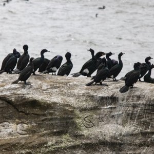 B17PelagicCormorants0566.jpg