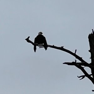 IMG_3490.jpeg