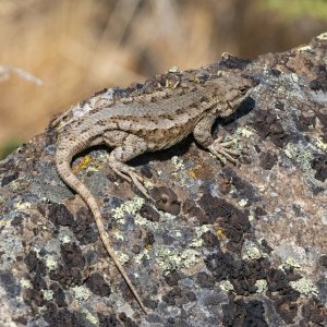 A01WesternFenceLizard1303.jpg