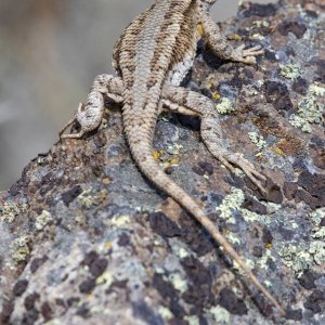 A02WesternFenceLizard1286.jpg