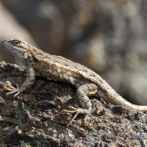 A03WesternFenceLizard1292.jpg