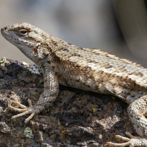 A04WesternFenceLizard1295.jpg
