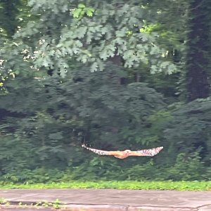 IMG_3975.jpeg