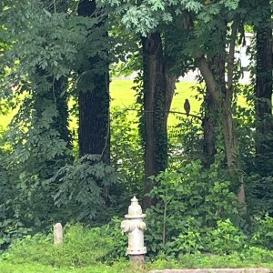 IMG_3974.jpeg