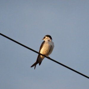 IMG_9008.jpeg
