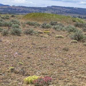 A10BitterrootFlatAmongMounds1733.jpg