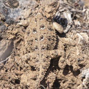 A01PygmyShortHornedLizard1463.jpg