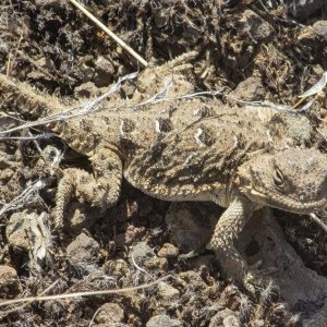 A02PygmyShortHornedLizard1771.jpg