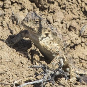 A03PygmyShortHornedLizard1782.jpg