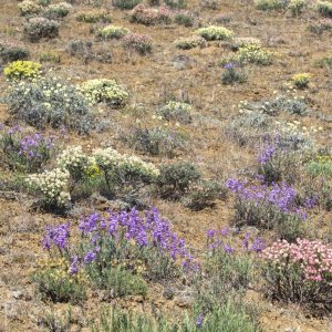 A11MixedWildflowers1749.jpg