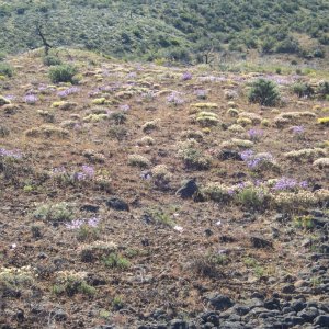 A13ShrubSteppeWildflowersP5180288.jpg