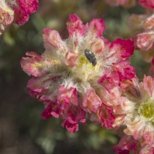 GRedWhiteBuckwheat5250052.jpg