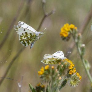 B01DesertMarbleButterfly1679.jpg