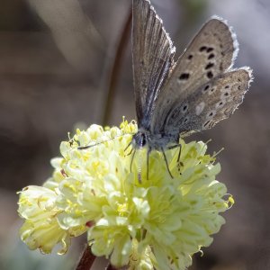 B05BoisduvalsBlueOnParsnipFlowerWildBuckwheat1759.jpg
