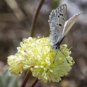 B06BoisduvalsBlueOnParsnipFlowerWildBuckwheat1764.jpg