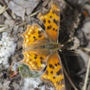 B08HoaryCommaButterfly1548.jpg