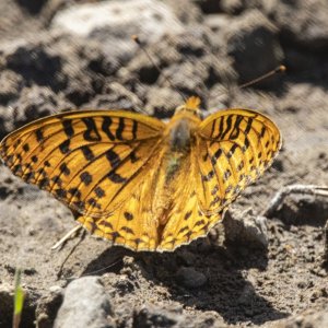B09FritilliaryButterfly1552.jpg