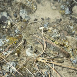 B11RedWingedGrasshopper5250196.jpg