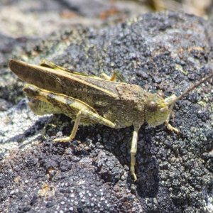B12GrasshopperYellowish1738.jpg