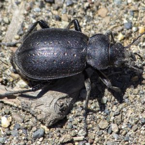 B13PurpleRimmedCarabus1512 copy.jpg