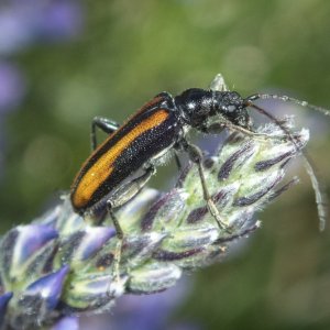 B14LonghornBeetleOnLupine5250118.jpg