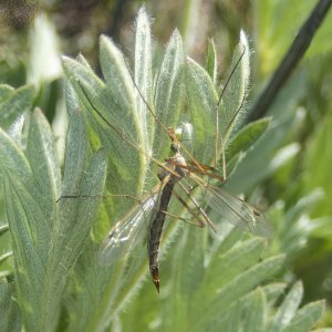 B15Cranefly5250302.jpg