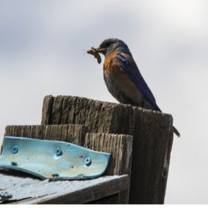 C02WesternBluebirdMaleWInsect1592.jpg