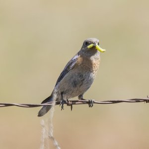 C03WesternBluebirdFemaleWCaterpillar1468.jpg