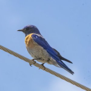 C04WesternBluebirdMale1392.jpg