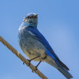 C05MountainBluebirdMale1387.jpg