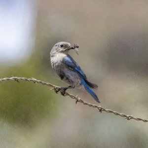 C07MountainBluebirdFemaleWInsect1399.jpg
