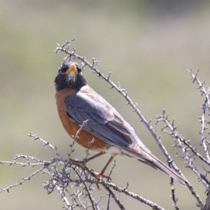 C08AmericanRobin1492.jpg