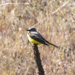 D09WesternKingbird1334.jpg
