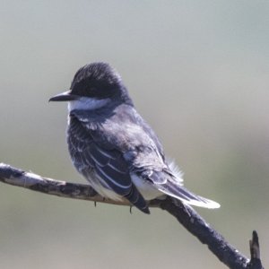D10EasternKingbird1478.jpg