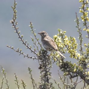E11VesperSparrowOnBitterbrush1442.jpg